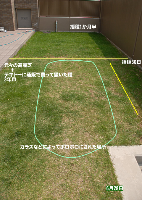 芝生 まんじゅうなんかこわくない