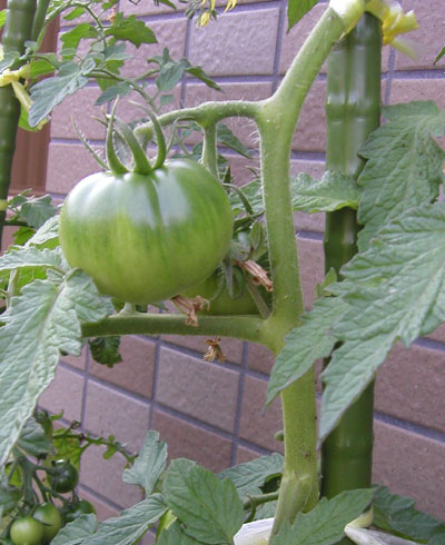 090620~06.JPG